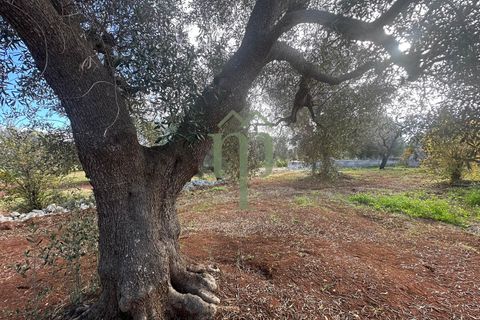 Terra a Carovigno, Brindisi, Carovigno - € 30.000 | Ref: Terreno Prete - foto 12